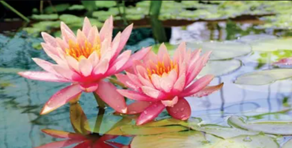 Buddhism & Mindfulness All Souls Lotus flowers All Souls NYC Buddhism & Mindfulness lotus flower